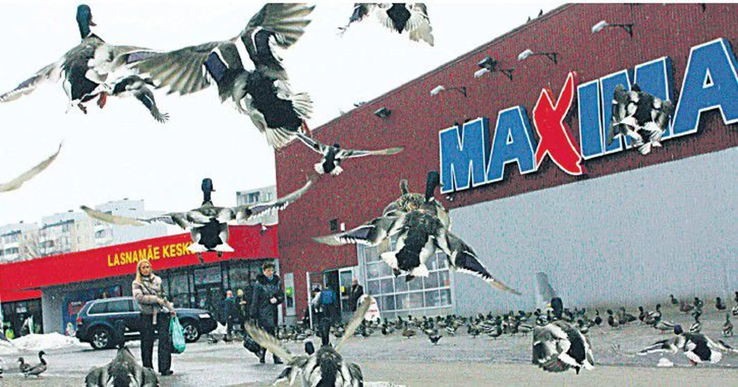 Мамы с колясками, дети и пенсионеры, гуляющие около магазина Maxima и Ласнамяэского торгового центра на улице Паэ, оказываются в зоне антисанитарии, созданной своими руками, потому что именно они чаще всего и кормят жиреющее стадо уток.