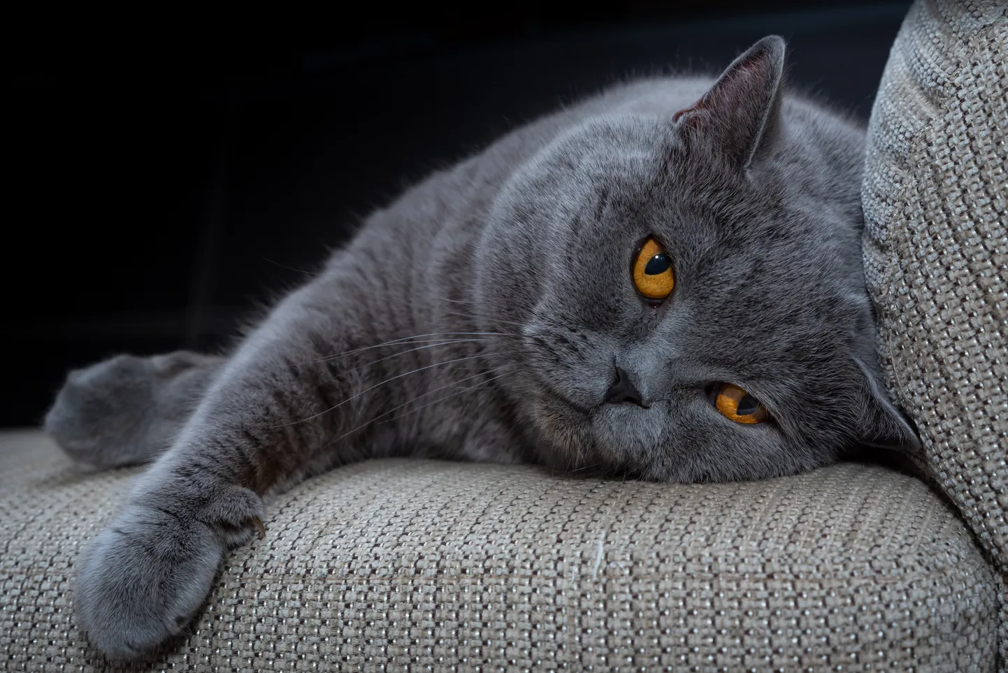 Кошка. Фото иллюстративное.