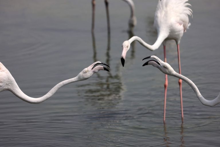 Dubai külje all pidasid kolm flamingot tulist koosolekut.
