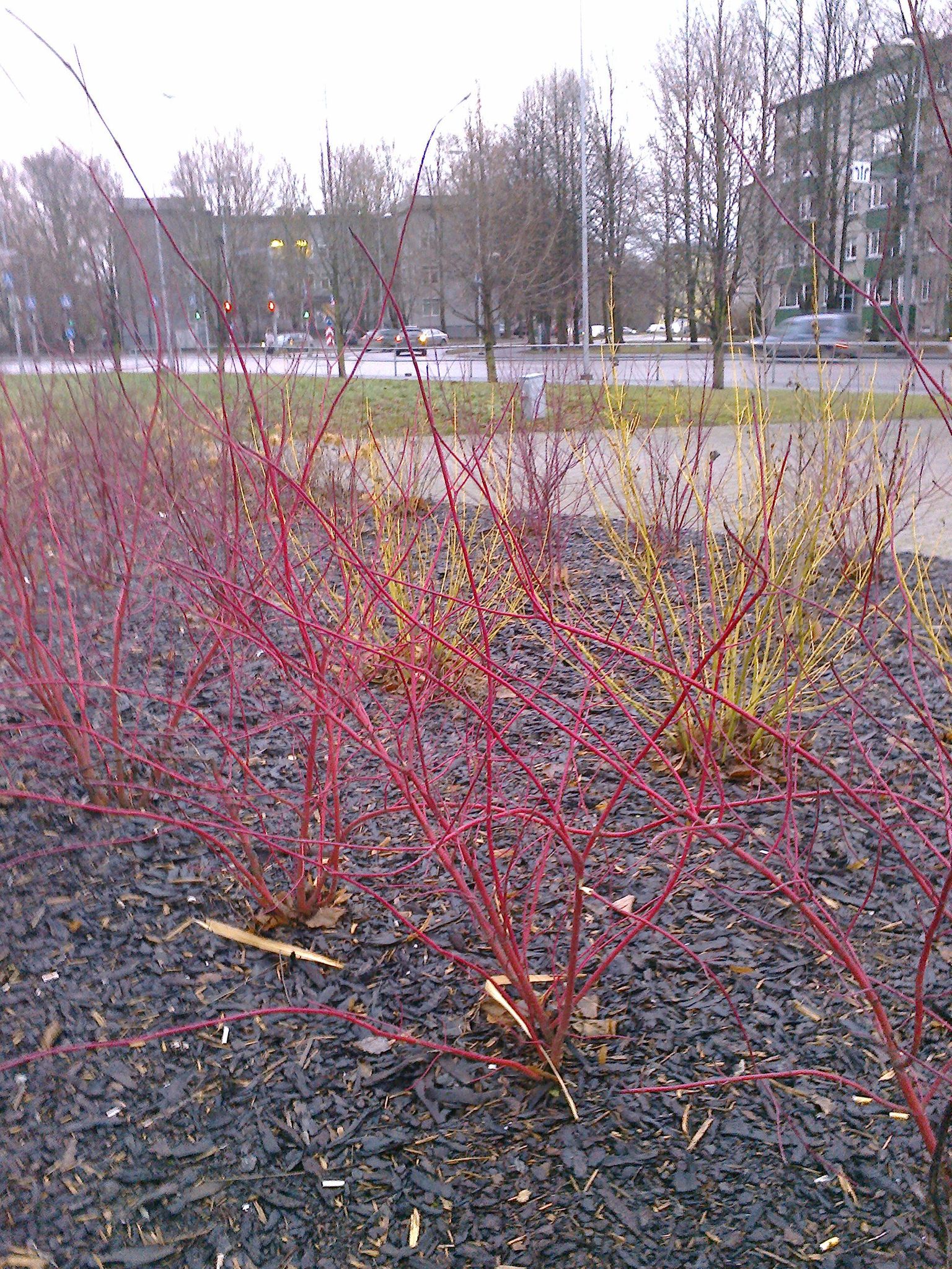 Sellel haljasalal näeb nii punaste kui ka rohekaskollaste võrsetega kontpuid.
