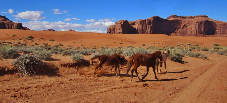 Monumentide oru liivasel pinnal kappab rohkelt ringi indiaanlaste hobuseid. Foto: erakogu