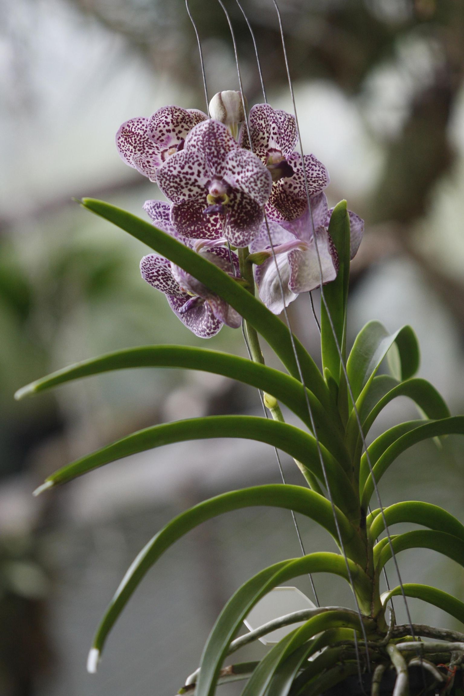Orhidee «Vanda» on ilus, kuid ei sobi keskküttega korterisse, sest nõuab niisket keskkonda.
 