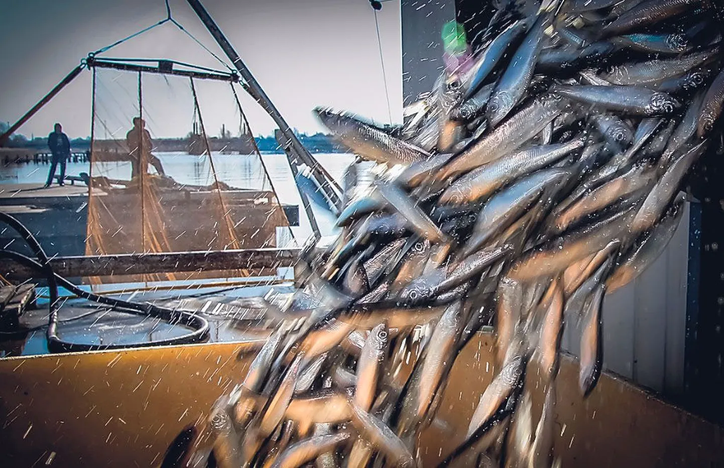 Rahvuskala räim tekitab kalurites taas poleemikat.