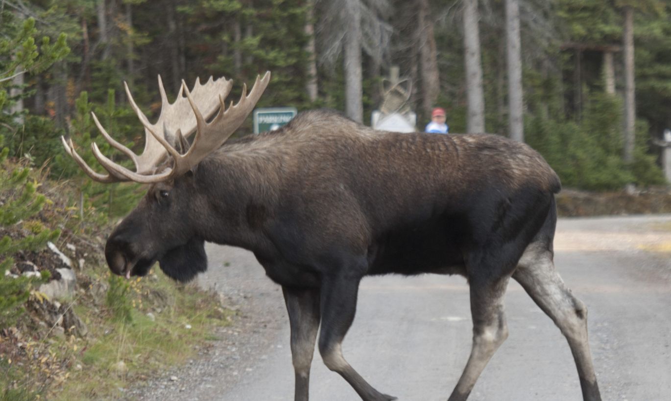 восточносибирский лось. пегий лось. лось размеры. рост лося. лось лесной житель.