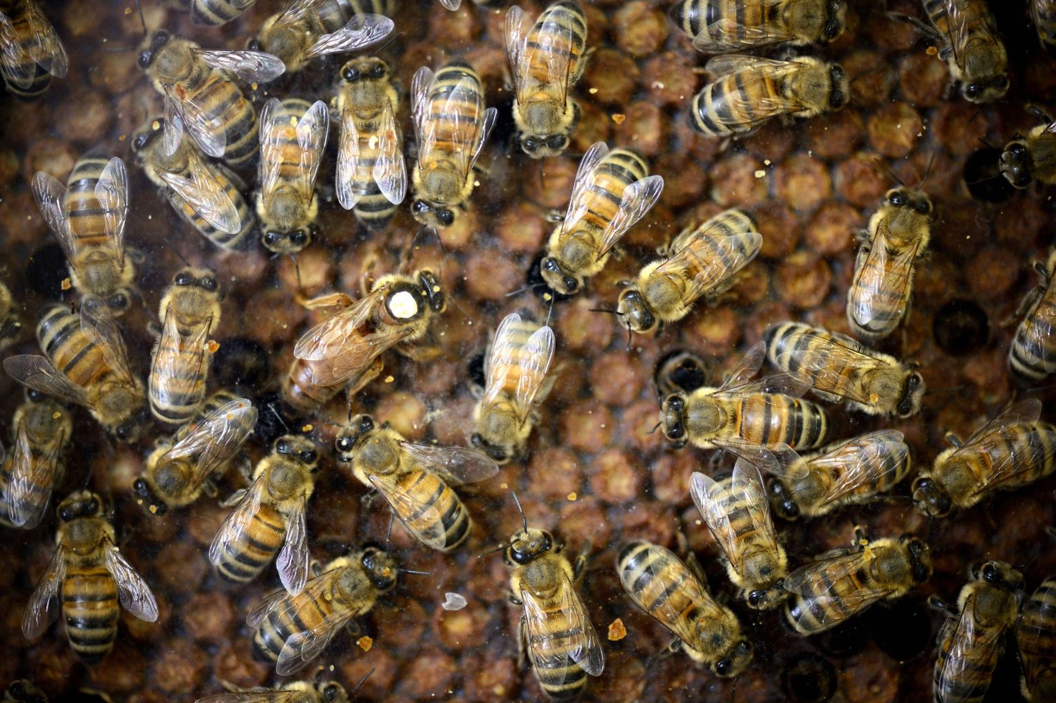 Mesilasperes tihti kostuvad, kuid inimkõrva jaoks tabamatud häälitsused osutusid mitte sõnumiks mesilindude kommunikatsioonis, vaid hoopis üllatust väljendavateks hüüeteks.