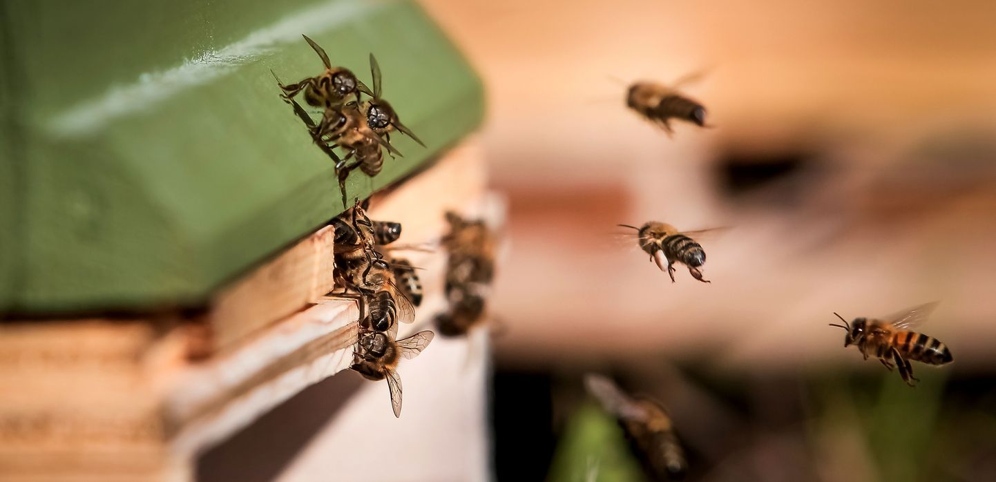 Taimekaitsevahendit tohib kasutada vaid varahommikusel või hilisõhtusel ajal, mil mesilased ei lenda.