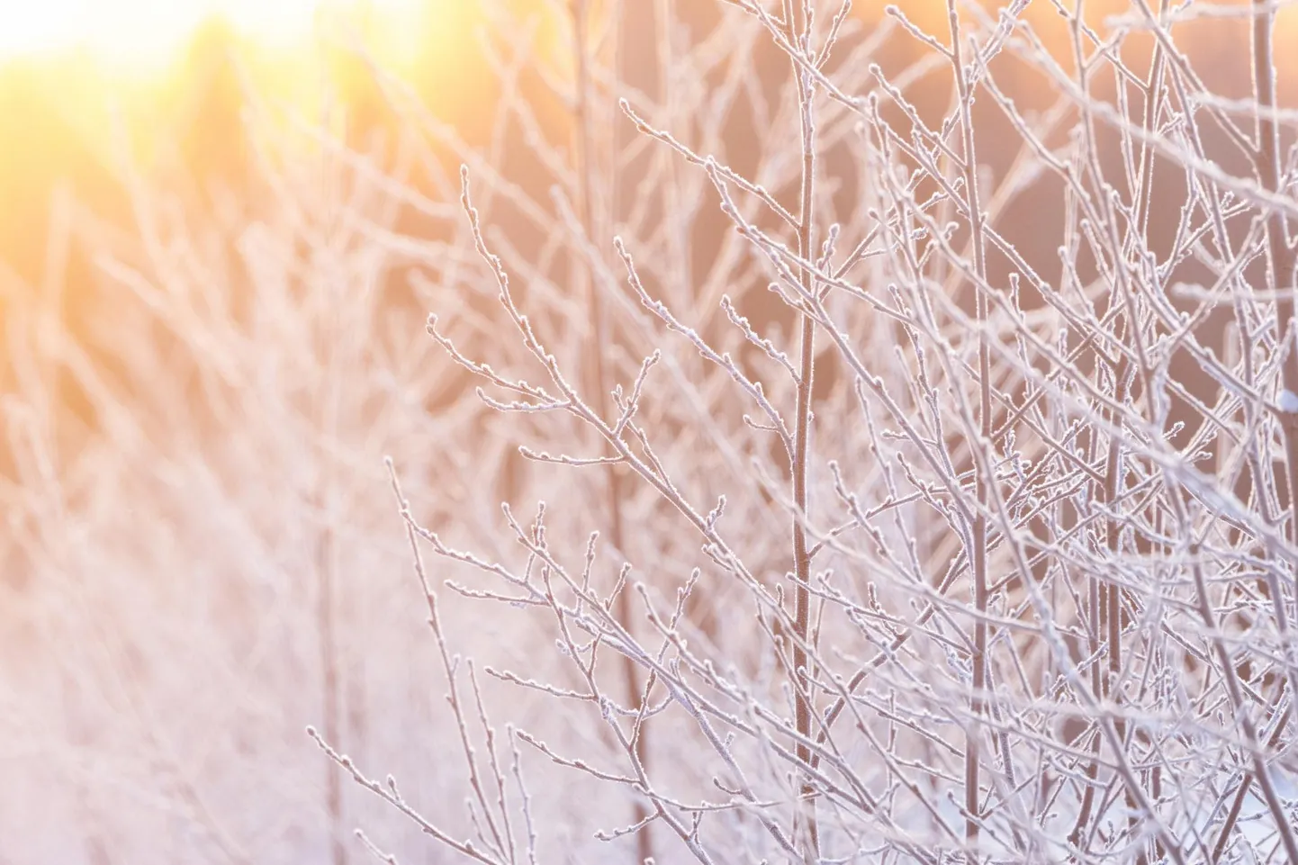 Puud ja põõsad on kaetud härmatisega.