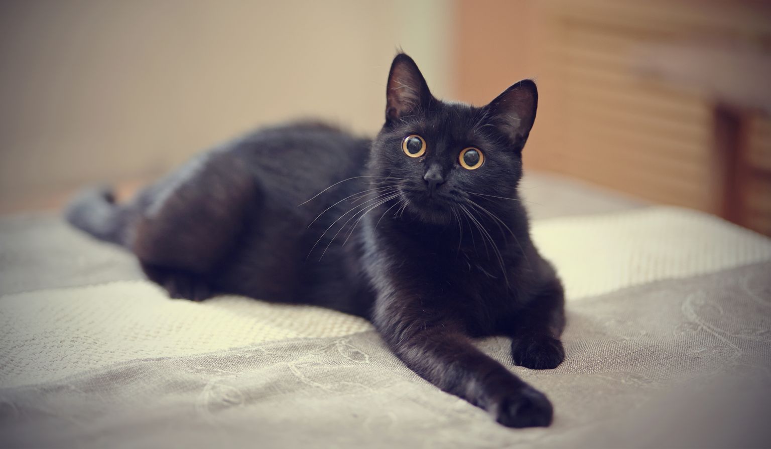 Musta kassi kuul saab kassi varjupaigast võtta sümboolse ühe euro eest.
