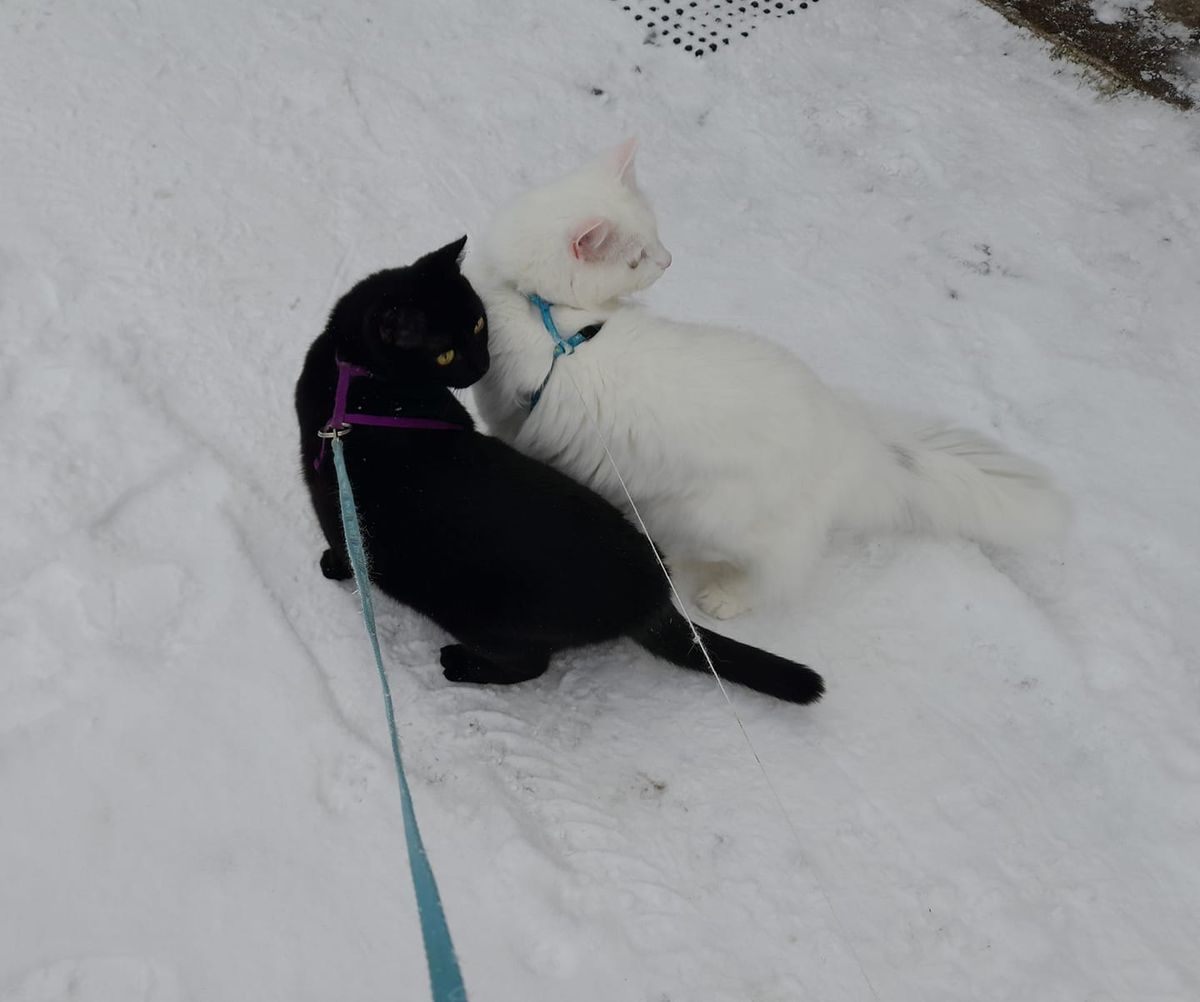 Must ja valge kass.
