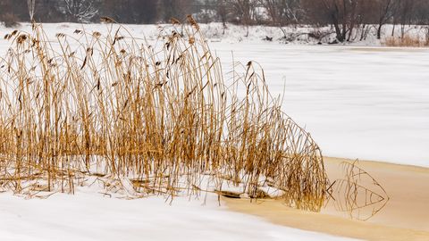 ВИДЕО ⟩ В Кулдиге ребенок ходил по льду реки: вмешался очевидец