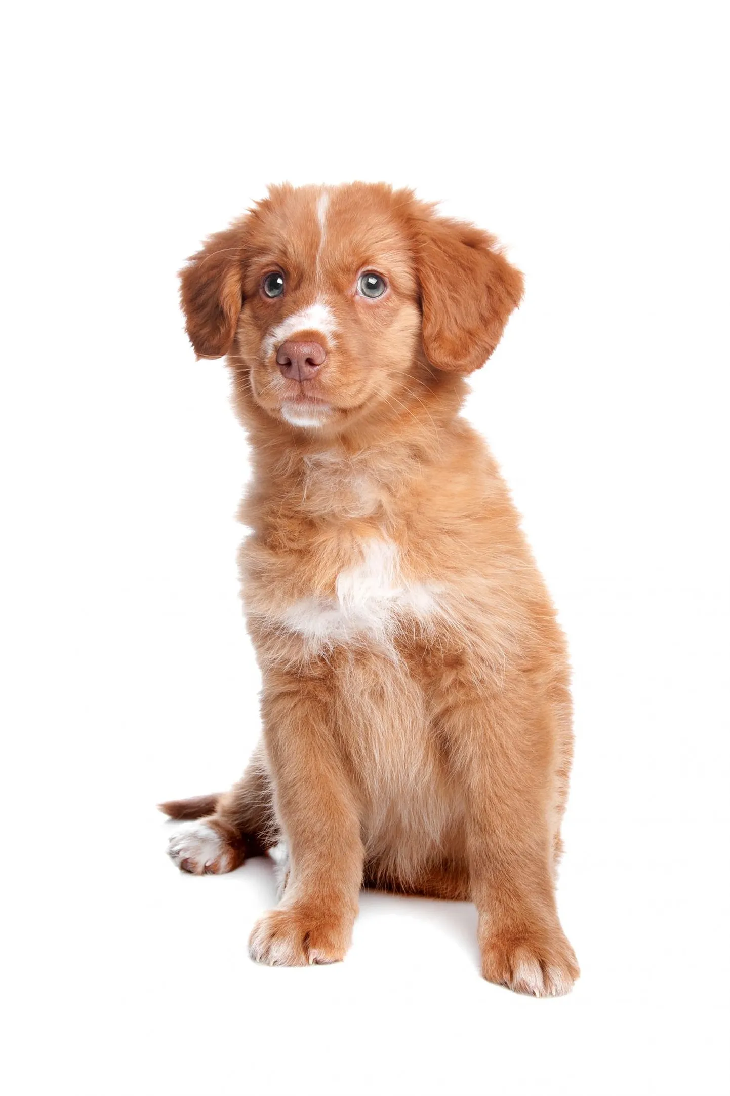 Nova scotia retriiver. Pilt on illustratiivne.