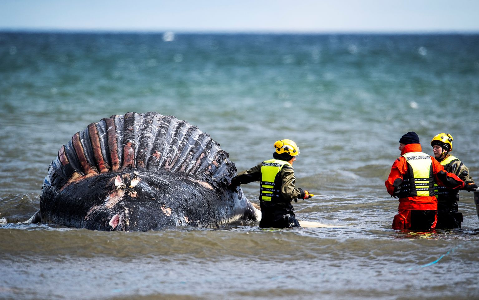 Rootsi teadlased võtsid proove ja uurivad Ölandi saare rannavees olevat surnud küürvaala