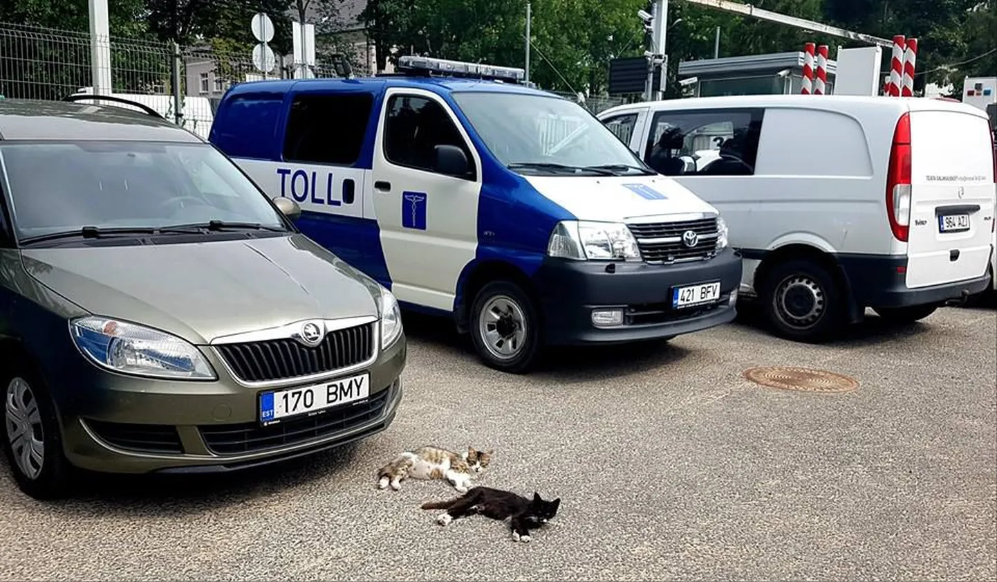 Kassid tunnevad ennast mõnusalt.