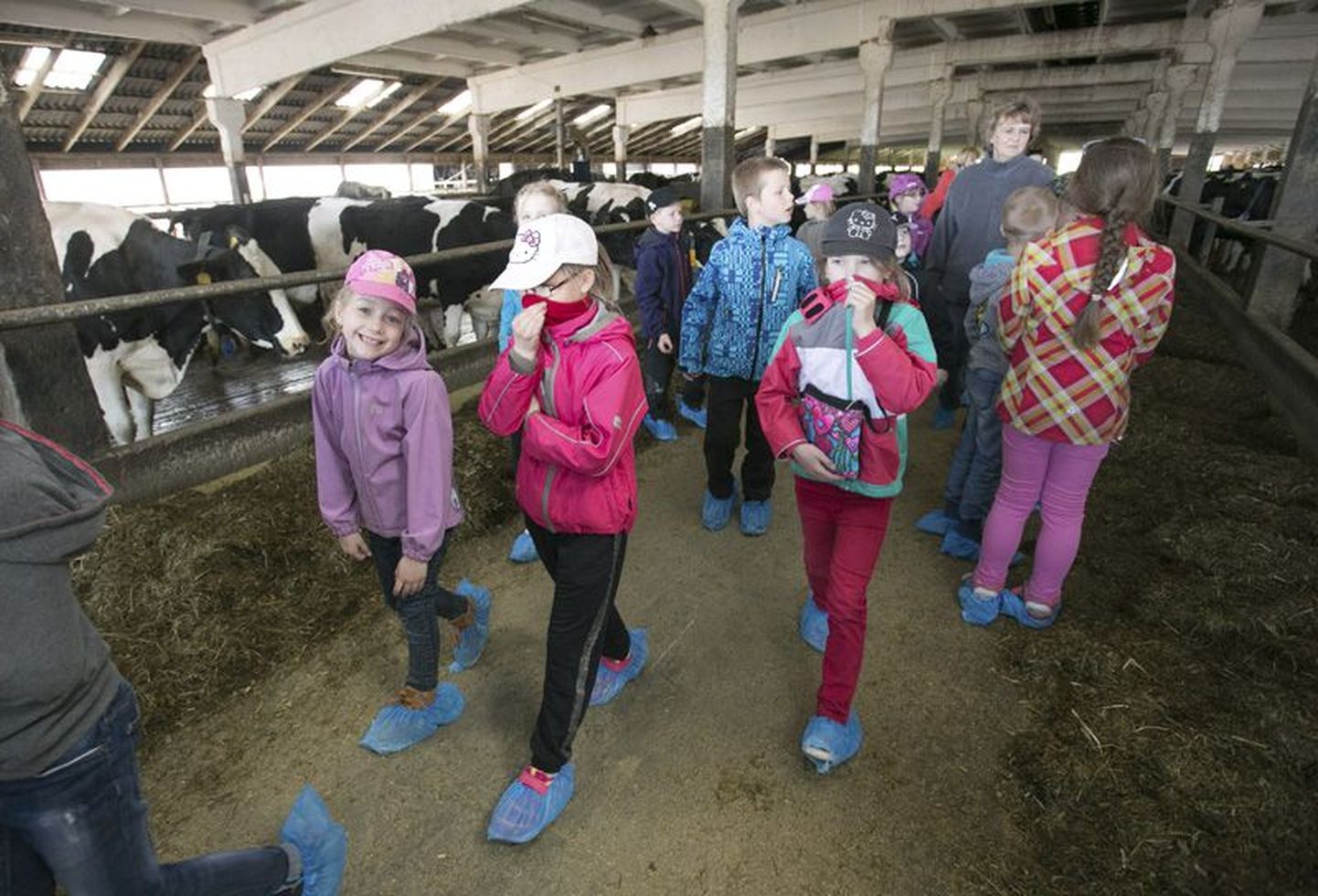 Rakvere reaalgümnaasiumi algklassilapsed käisid eilsel karjalaskepäeval Voore Mõisa farmis loomade ja piimatootmisega tutvust tegemas.