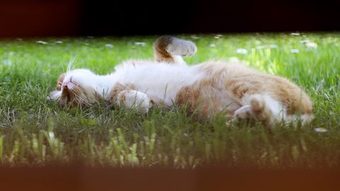 Trešdien vietām Latvijā gaiss sakarsīs līdz +30 grādiem