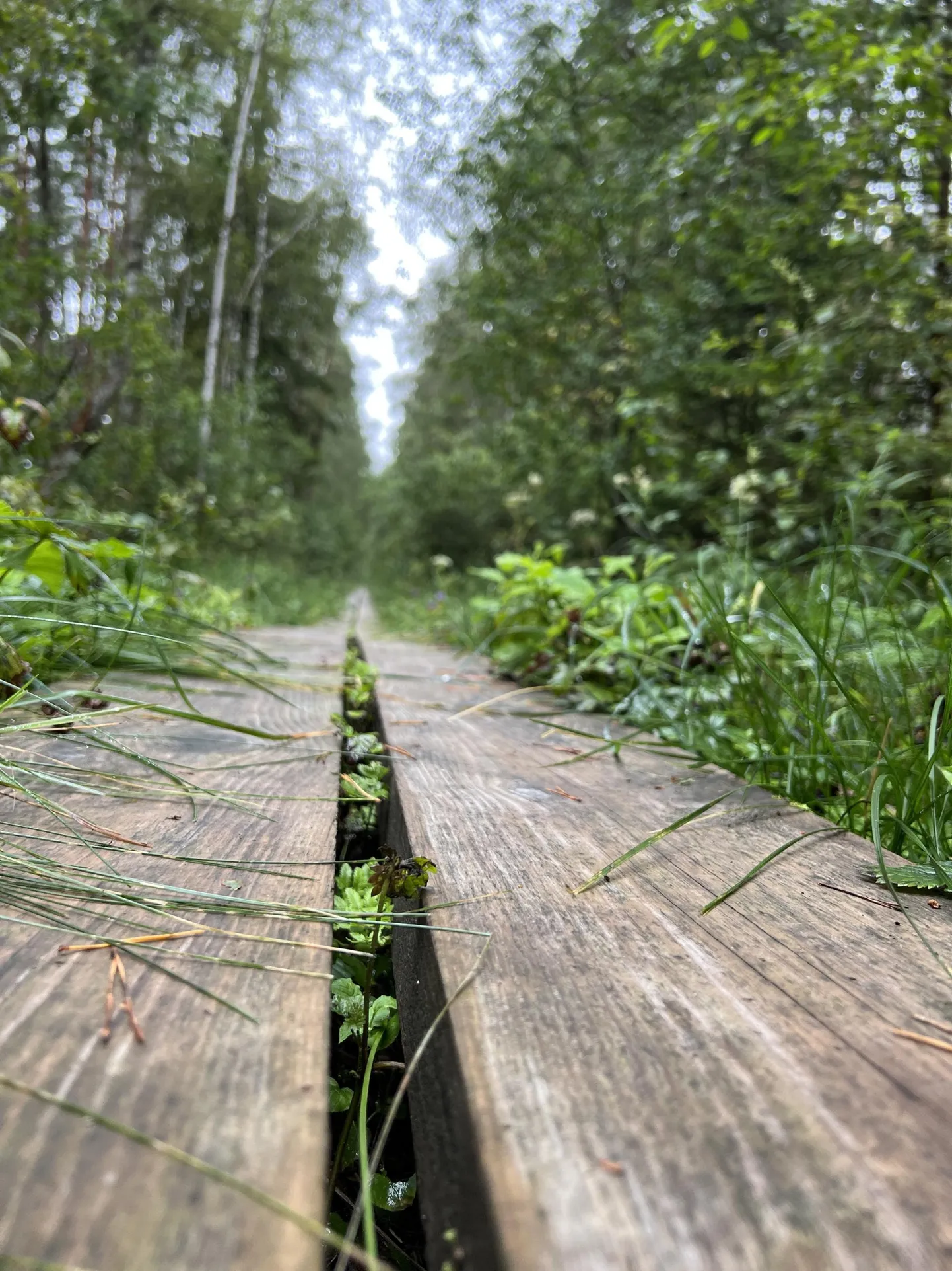 Kadunud inimene leiti 19 minuti jooksul ja toodi rabast välja päästjate amfiibsõidukiga.