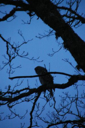 Siiri Sisaski loos mainitud kakk