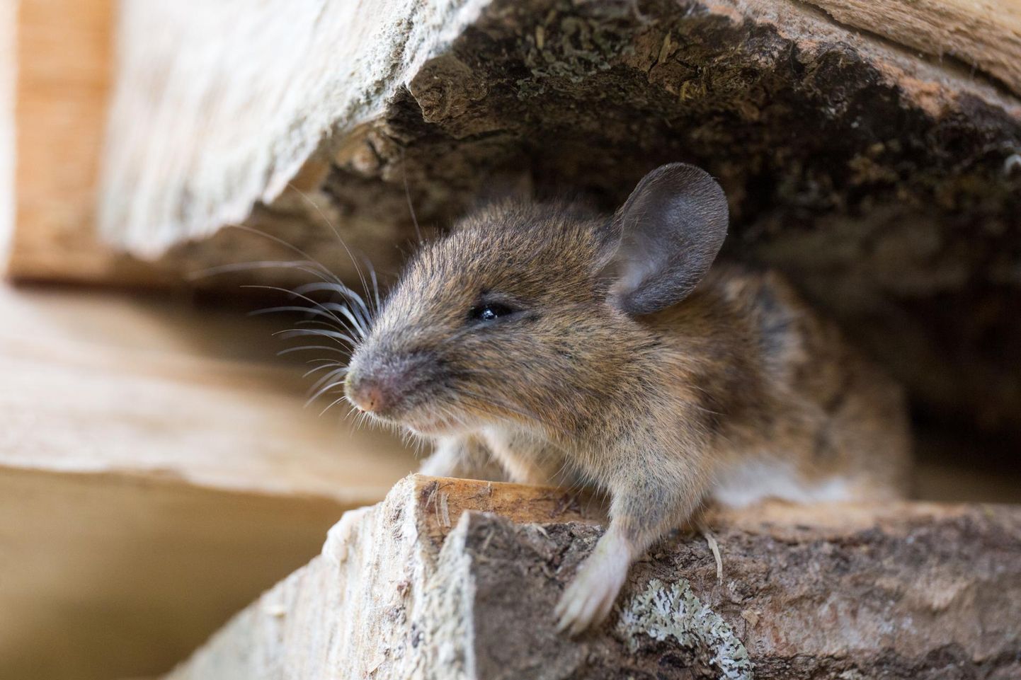 Мыши могут передвигаться даже по стенам дома.