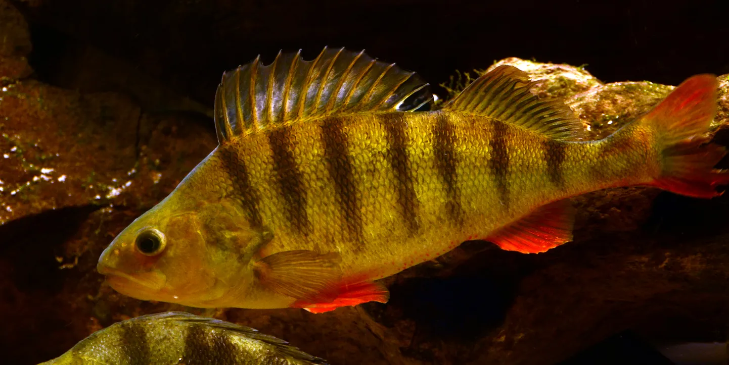 Harilik ahven (Perca fluviatilis)