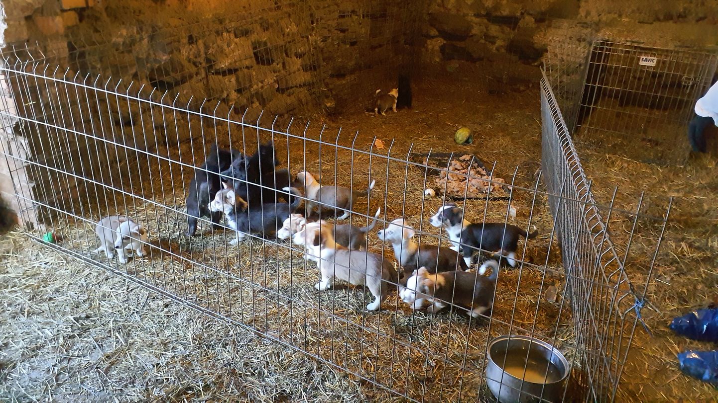 PVD dzīvnieku audzētavā "Lieldeviņzare" izņem lielu skaitu suņu