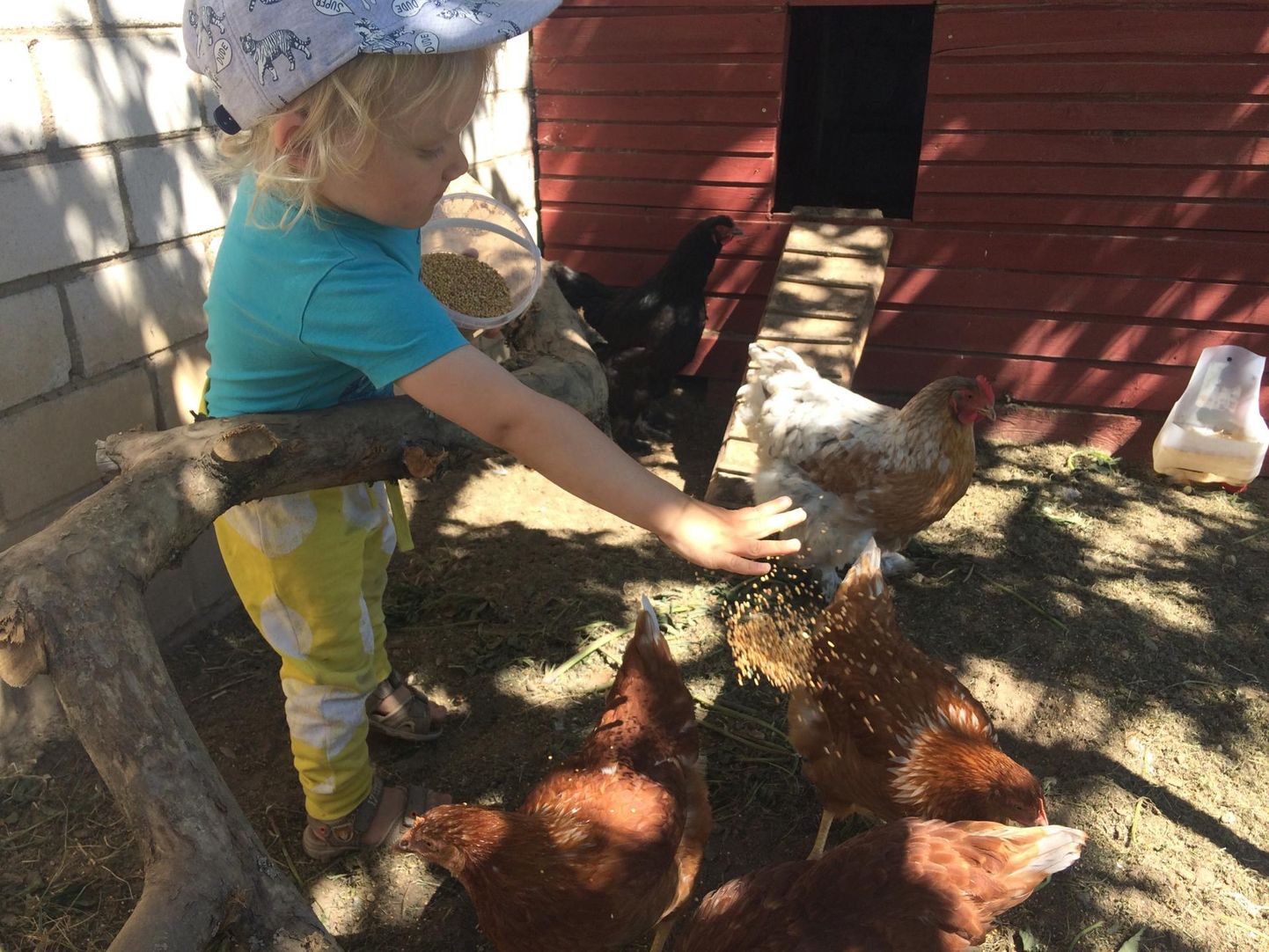 Jethro-Leo Kamsil on kuu aega olnud lemmikloomadeks kanad – toitmine on tema töö.