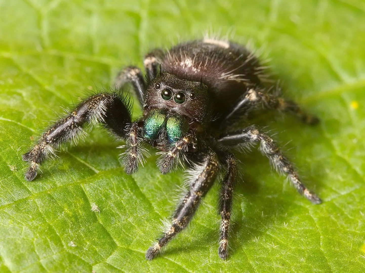 Hüpikämblik Phidippus audax
