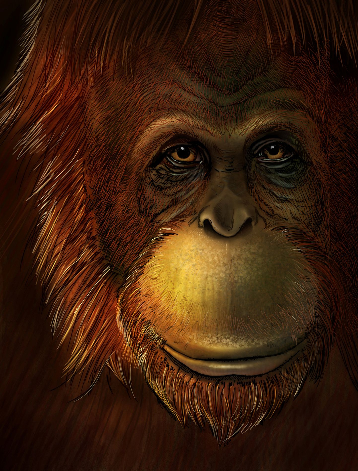 Kunstniku joonistus hiigelahvist Gigantopithecus blacki'st