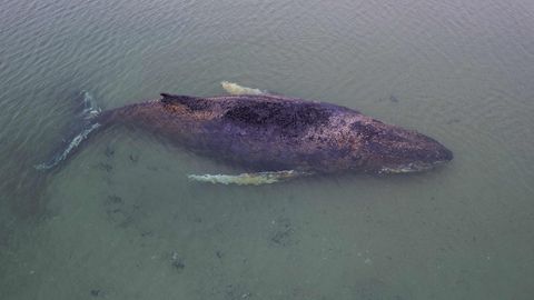 Läänemerre eksinud hiiglasuur küürvaal võitleb Saksamaa rannikul elu eest