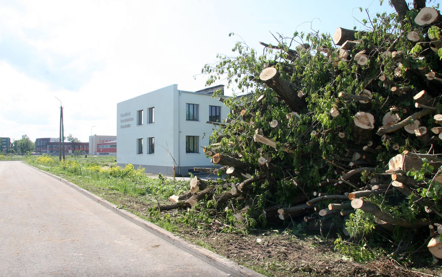 Рядом с Йыхвиской художественной школой на этой неделе появился большой штабель из срубленных деревьев.