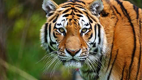 Loodusfotograaf tabas haruldase hetke: tiiger püüdis kinni üllatava saagi