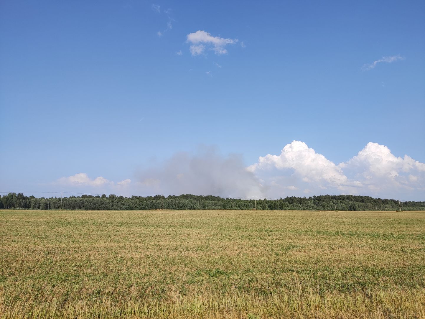 Лесной пожар в Вереви.