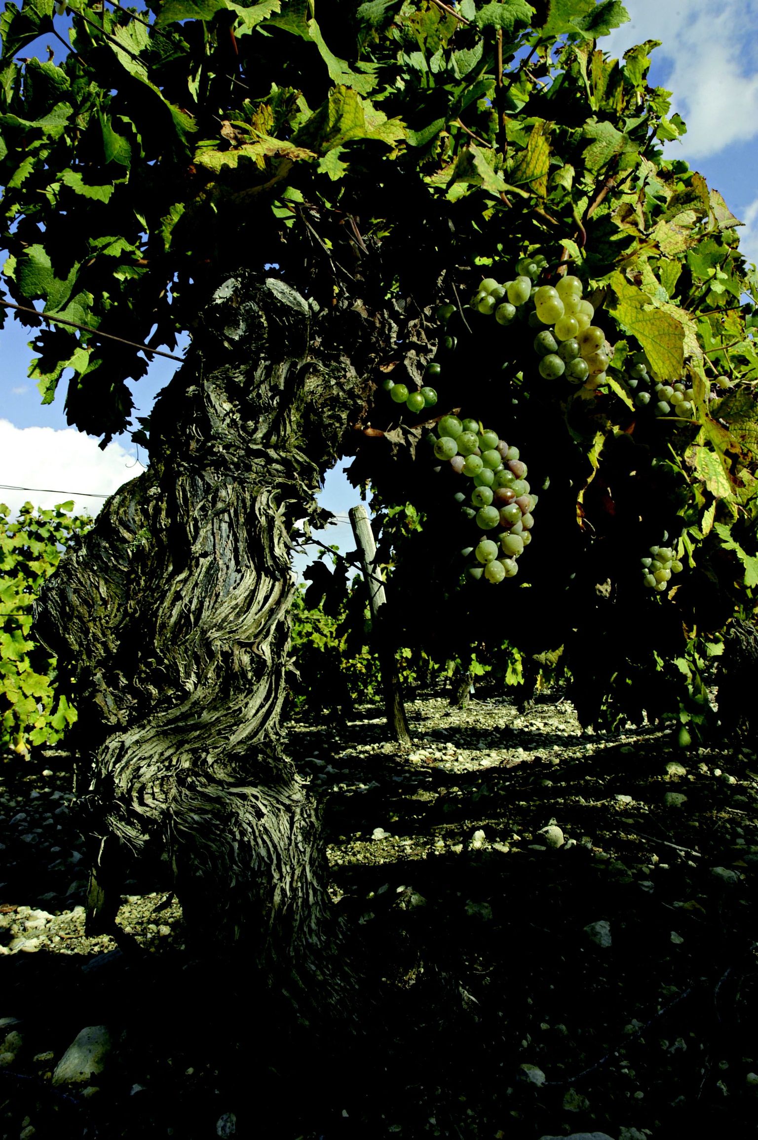 Vanad viinapuud Sancerre`i ja Pouilly-Fumé valmistaja Henri Bourgeois` veinimaja valdustes.