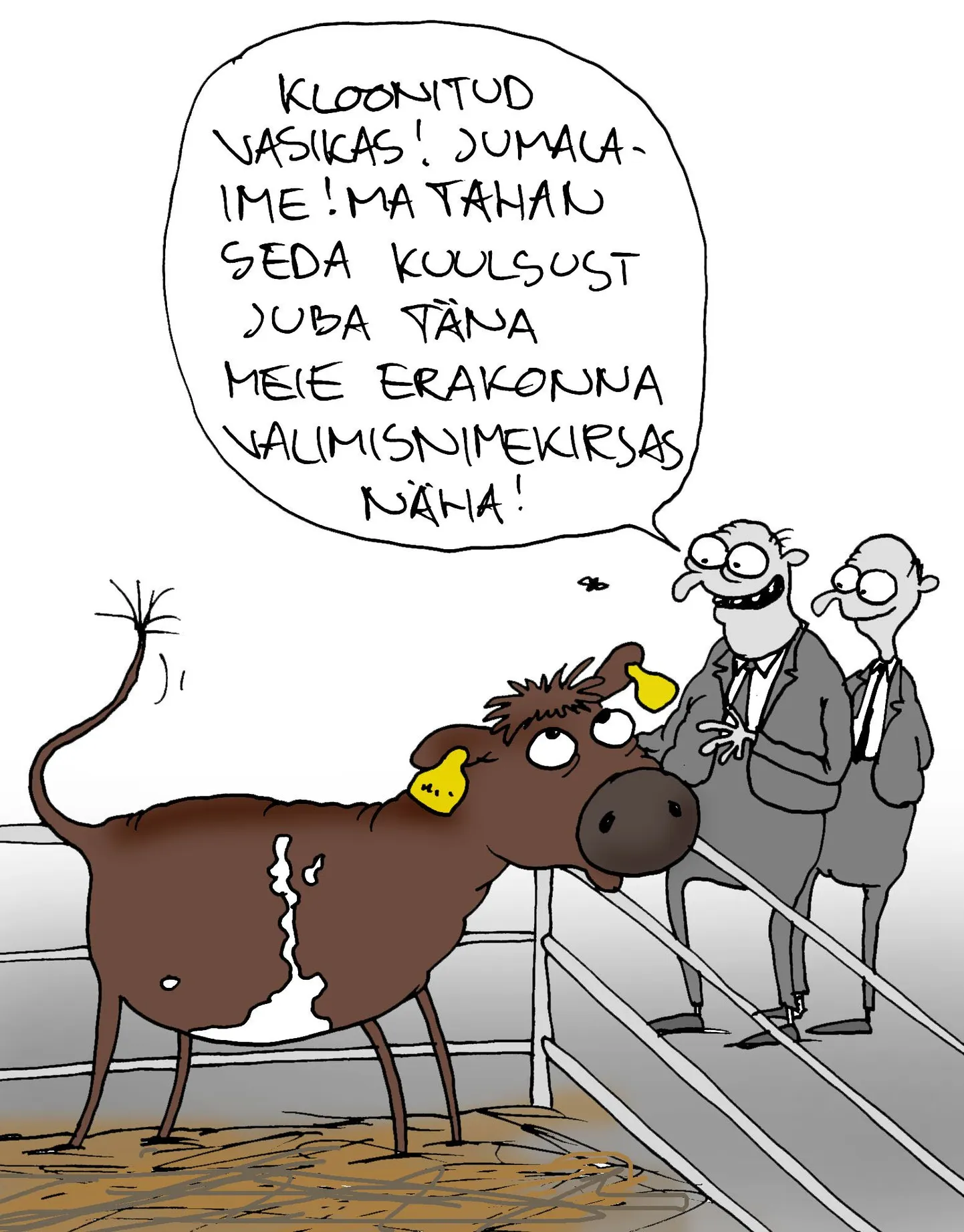 Kloonitud vasikas.