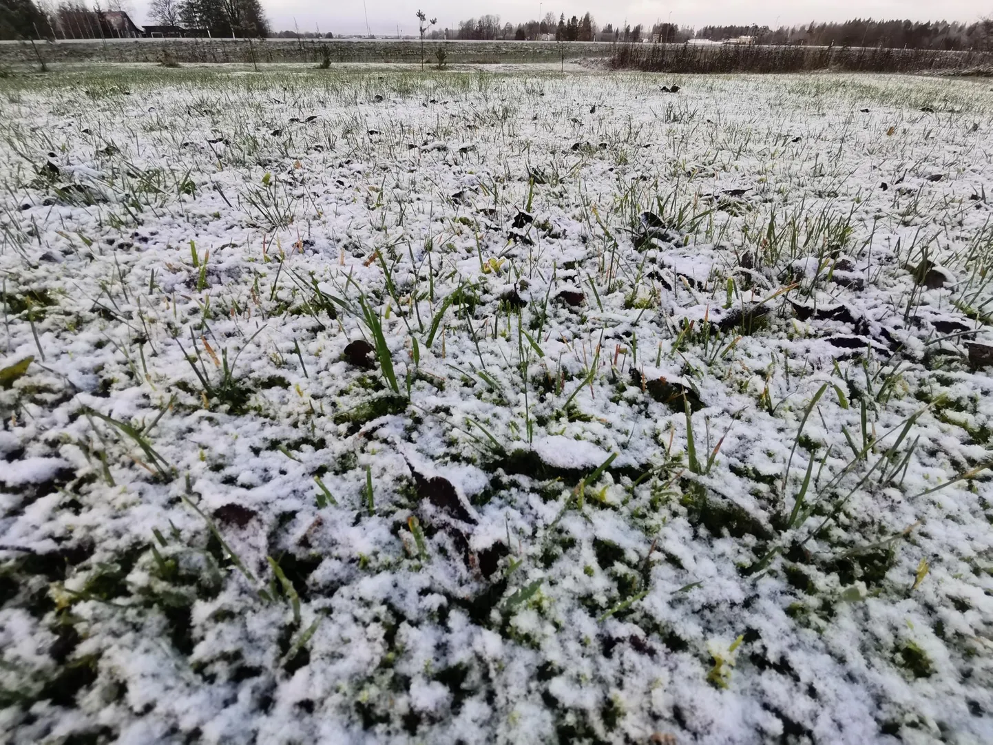 Rakveres tuli maha esimene lumi.