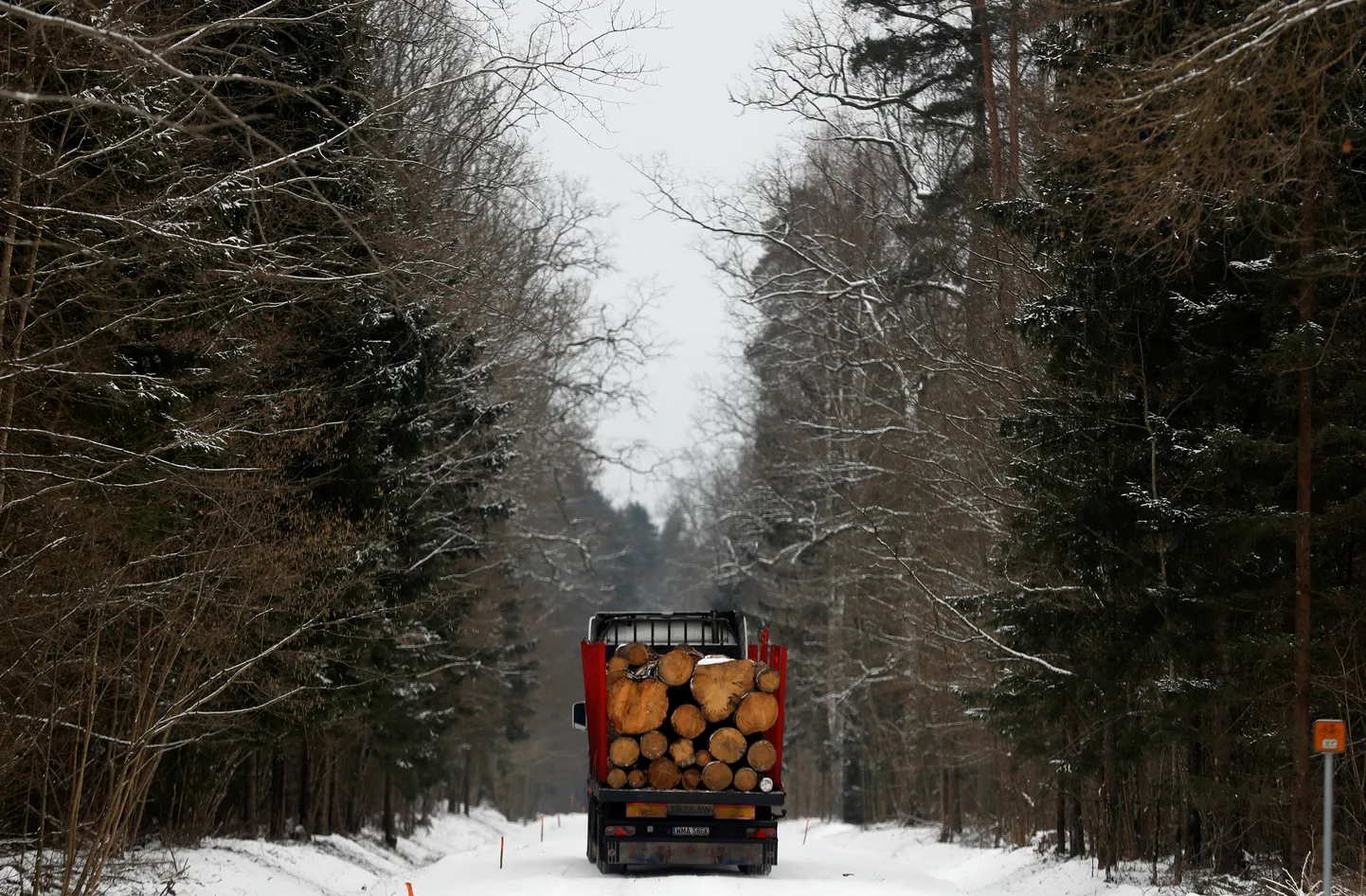 Raietööd Białowieża ürgmetsas.