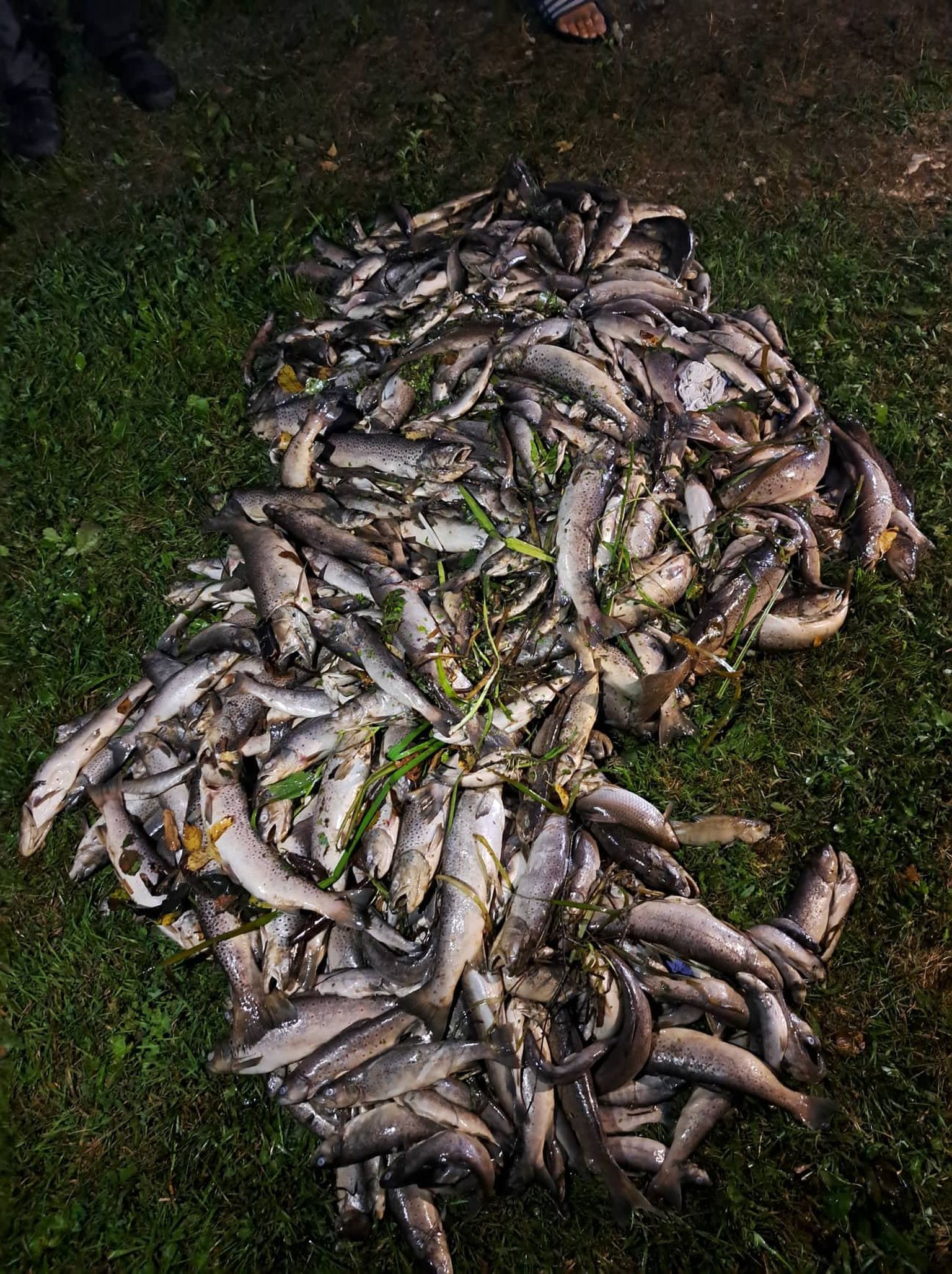 Vabatahtlikud vinnasid Umbusi jõest välja tuhandeid surnud kalu, enamik neist oli jõeforellid.