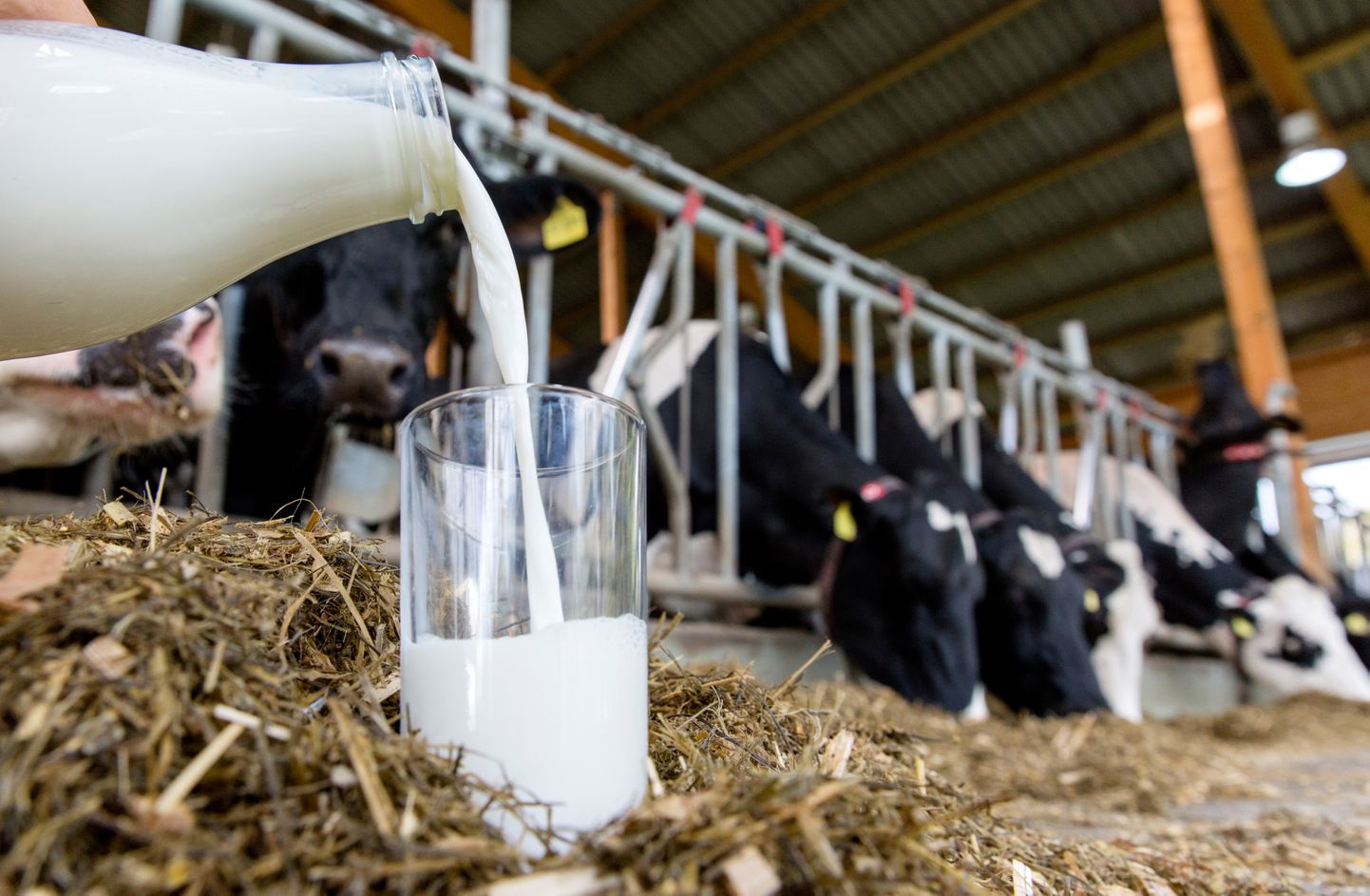 Neljas Eesti maakonnas ületab keskmine piimatoodang lausa 10 000 kilogrammi. Selle näitaja poolest oleme Euroopas teisel kohal, püüdes Taanit kätte saada.