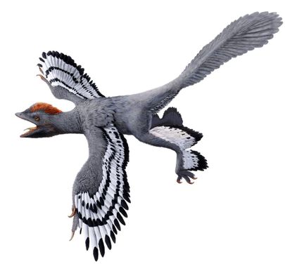 Anchiornis