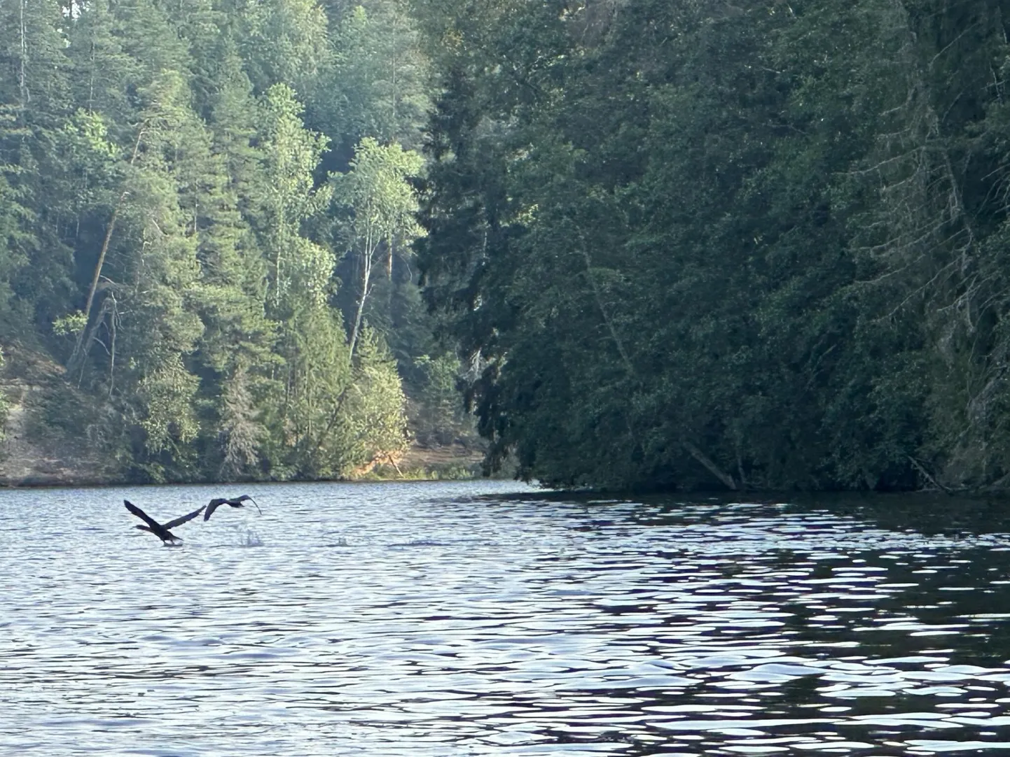 Kormoranid Saesaare paisjärvel