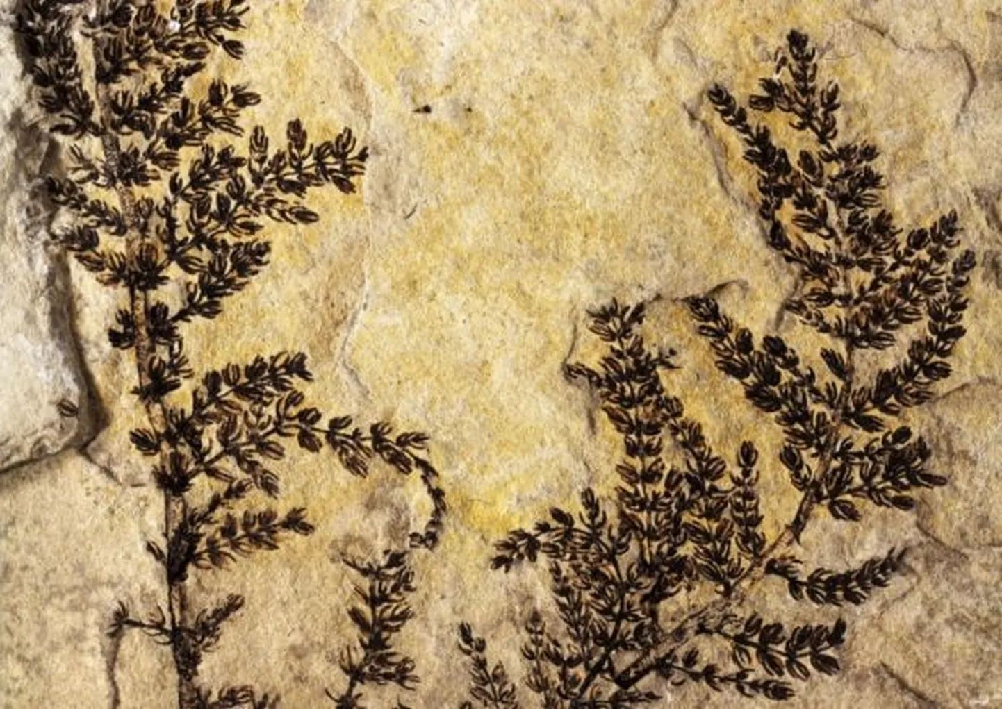 Montsechia vidalii