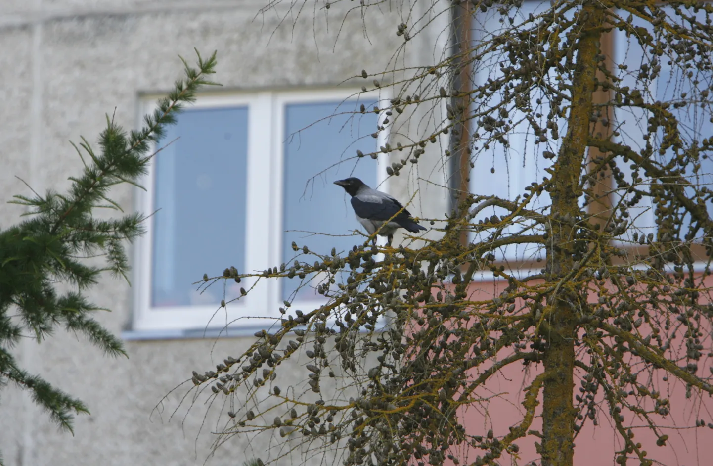 Vares.