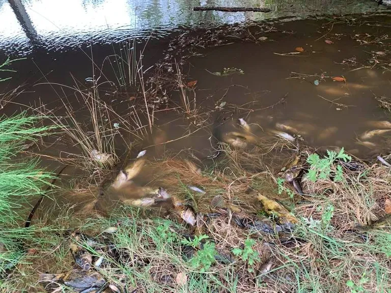 Surnud kalad Macleay jõe kaldal Bellbrookis Austraalia Uus-Lõuna-Walesi osariigis.
