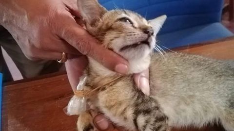 «Uimastismugeldajast» kass põgenes Sri Lanka vanglast
