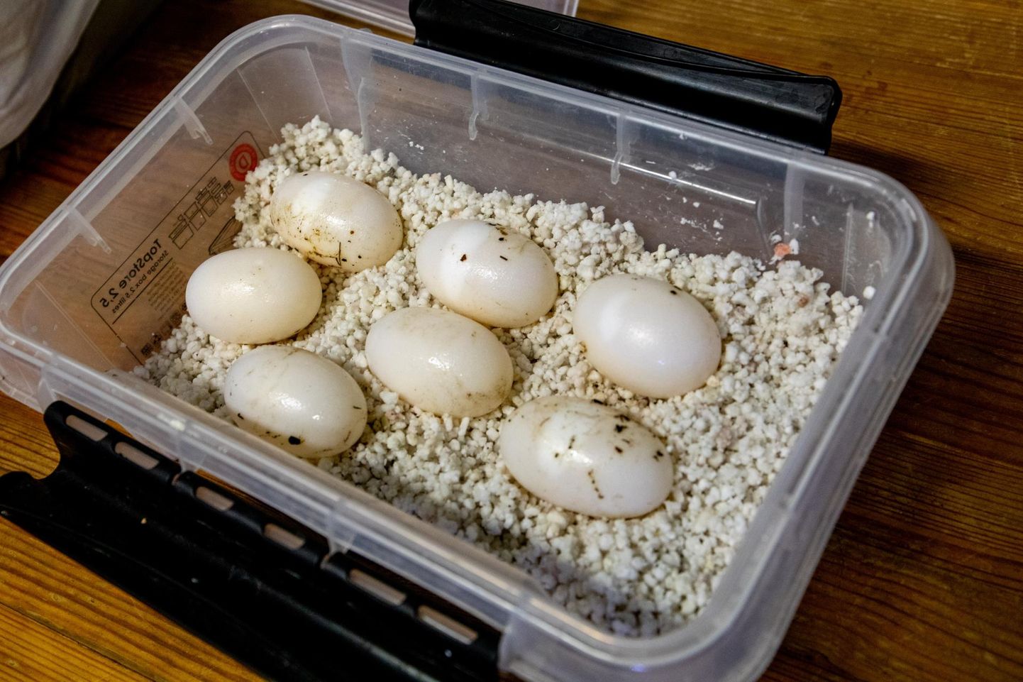 Kaimani munade arv sõltub looma suurusest. Mida noorem ja väiksem isend, seda vähem ta muneb.