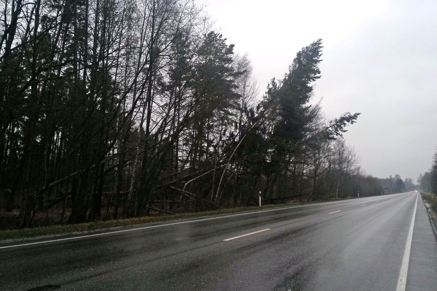 Tallinna-Pärnu-Ikla maantee 150.  kilomeetril ähvardavad tormituulega viltu vajunud puud teele kukkuda.