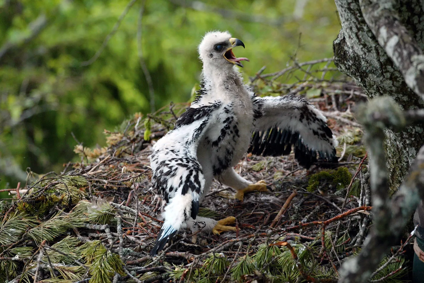 Alutaguse on piirkond, kus kaljukotkad ei ole kunagi otsa saanud. Ka „kullivaenu“ aegu pidas see liik seal vastu ning tema kaitseks moodustati 80 aastat tagasi esimene Eesti sookaitseala Ratva rappa, nüüdsesse rahvusparki.