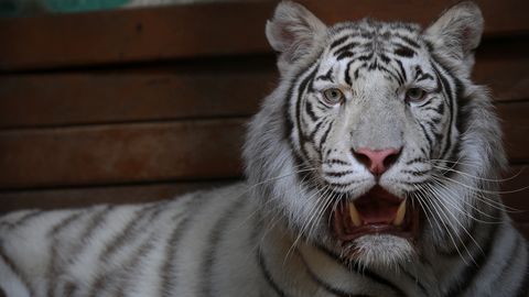 Sofia loomaaias lummavad külastajaid valged tiigrid