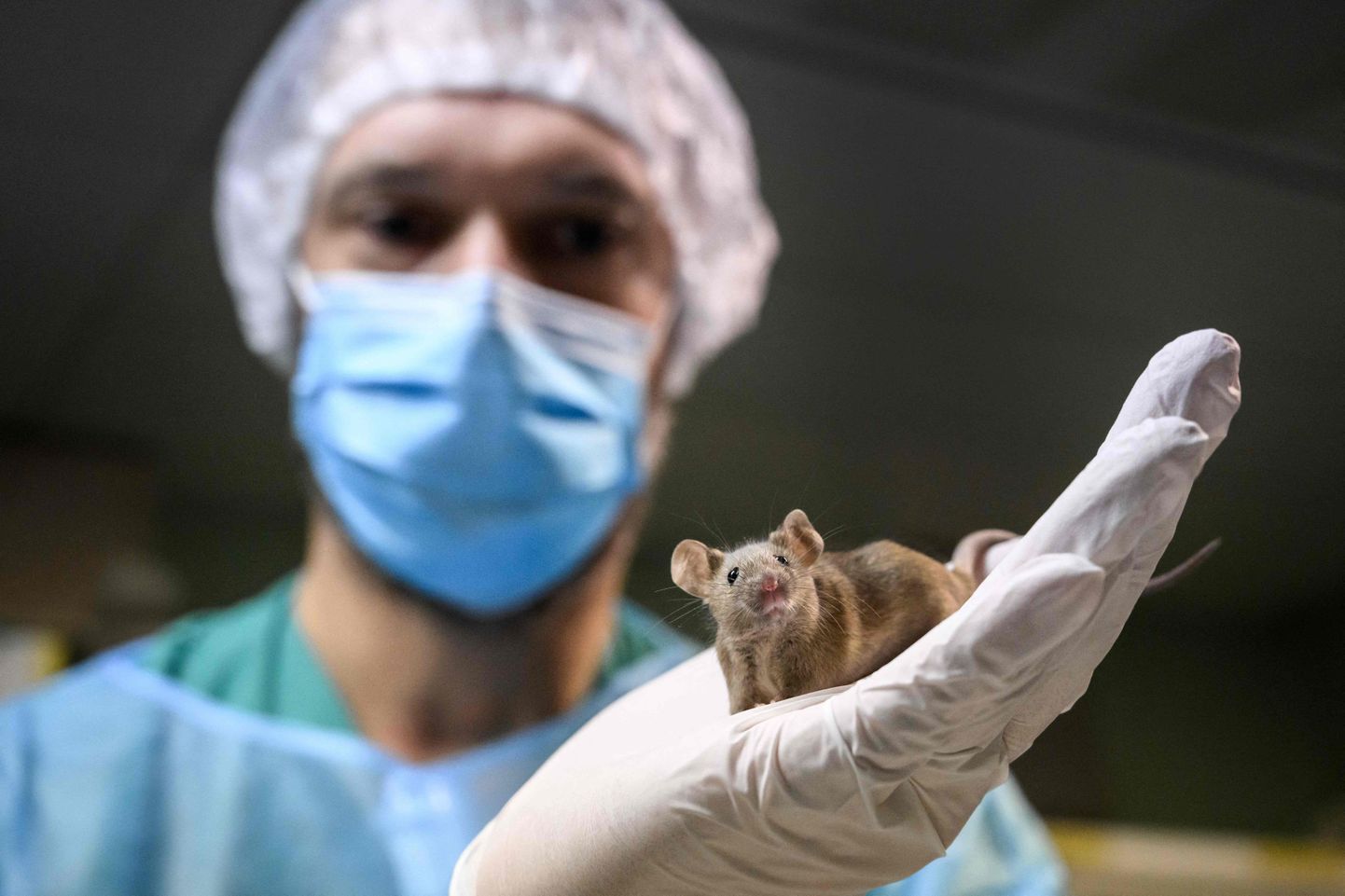 Laborirott Genfi ülikoolis. Šveitslased otsustavad täna, kas loomi võib edaspidigi teaduse tegemiseks pruukida.