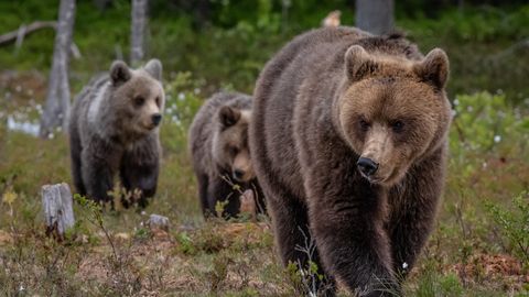 Järvamaal salvestati haruldane karupere kaamera ette