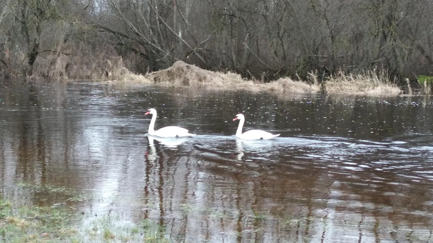 Luiged Pärnu jõel.